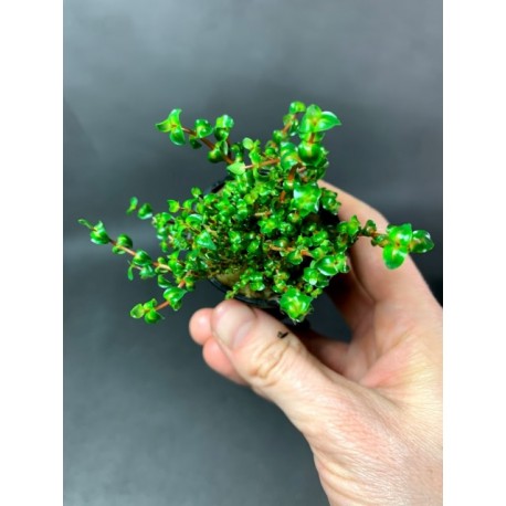 Rotala sp. perla