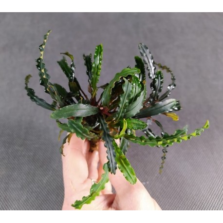 Bucephalandra Artemis