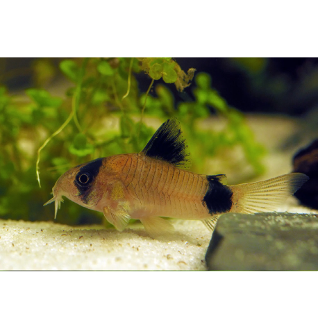 Pásovec pandí - Corydoras panda