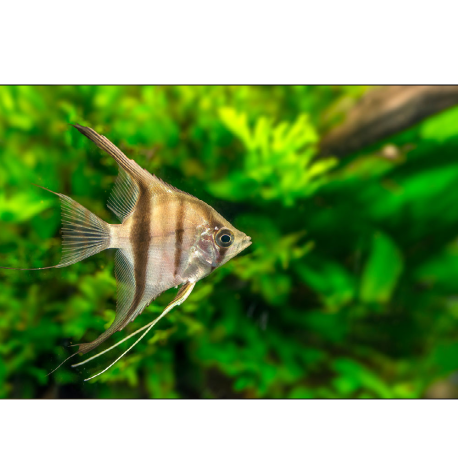 Scalara amazonica - Pterophyllum scalare