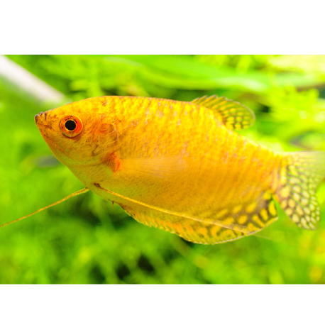 Čichavec zlatý - Trichopodus trichopterus 'Gold'