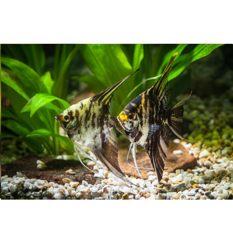 Mramor Scalara - Pterophyllum scalare "Mramor"