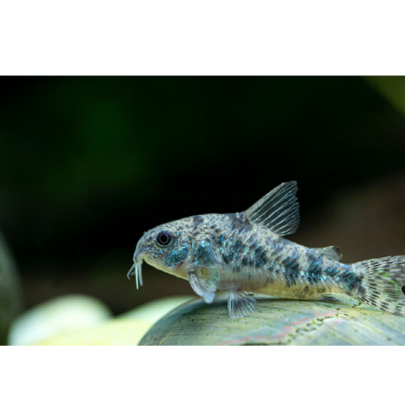 Korytnačka škvrnitá - Corydoras paleatus