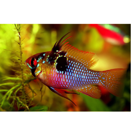 Cichlida Ramirezova - Mikrogeophagus Ramirezi