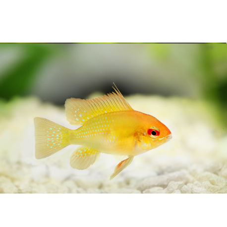 Cichlida Ramirezi - Mikrogeophagus Ramirezi "Gold"