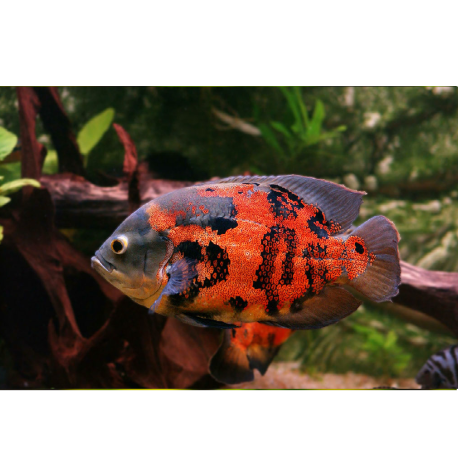 Páví zub - Astronotus Ocellatus