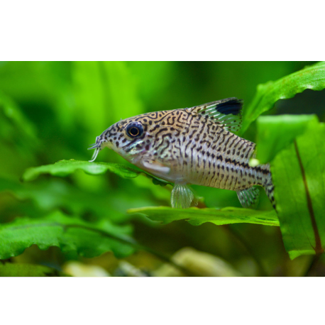 Pásovec leopardí - Corydoras julli /leopardí/