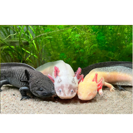 Mexický axolotl