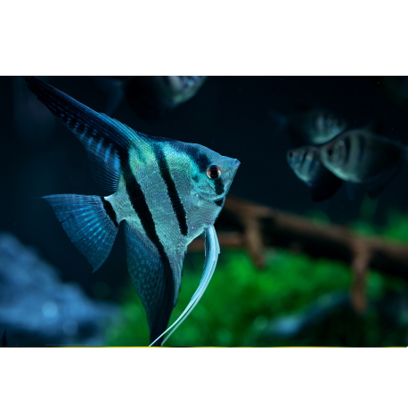 Scalara amazonica - Pterophyllum scalare Blue Diamond