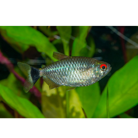 Tetra paraguajská - Moenkhausia sanctaefilomenae