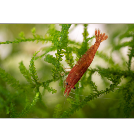 Červená krevetka var. Červená čerešňa - Neocaridina davidi var. Red cherry