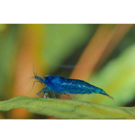 Krevety Neocaridina davidi var. Blue Dream