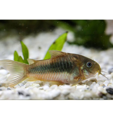 Zlatohrdláčik - Corydoras schultzei