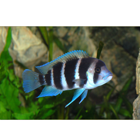 Cyphotilapia frontosa