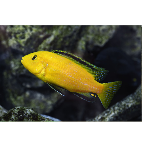 Tlamovec černoploutvý - Labidochromis caeruleus sp. 'Yellow'