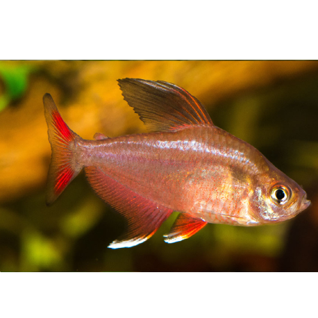 Tetra nachová - Hyphessobrycon bentosi