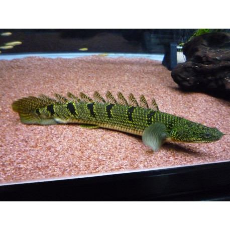 Bichir Dehelzov - Polypterus delhezi