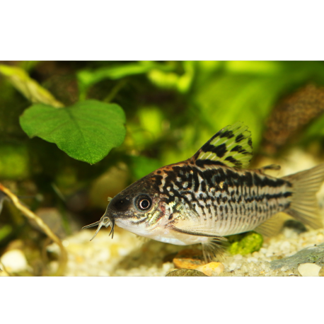 Corydoras elegancia