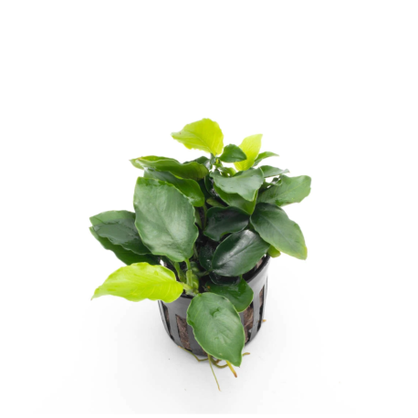 Anubias barteri var. nana Dlhá vlnitá