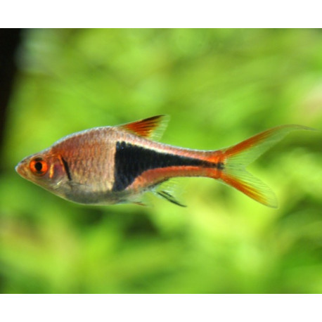 Razbora heteromorpha - Rasbora heteromorpha