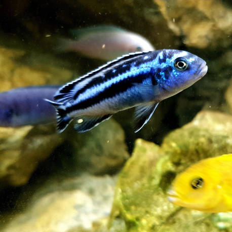 Tlamovec příčnopruhý - Pseudotropheus zebra